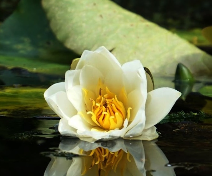White water lily open on still water, reflected beneath itself